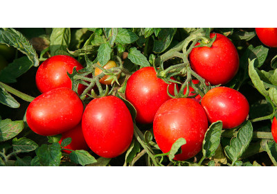 Pezzatura, grado Brix e resa del pomodoro: come massimizzarli.