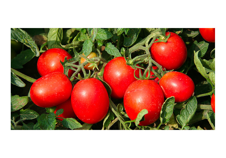 Pezzatura, grado Brix e resa del pomodoro: come massimizzarli.