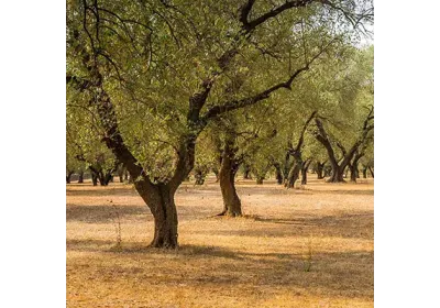 Migliorare Resa e Qualità dell'Olio d'Oliva: L'Approccio GreenAgricoltura