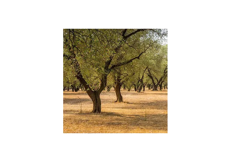 Migliorare Resa e Qualità dell'Olio d'Oliva: L'Approccio GreenAgricoltura Migliorare Resa e Qualità dell'Olio d'Oliva: L'Approccio GreenAgricoltura