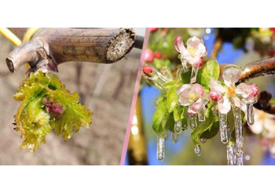 Ritorni di freddo, gelate tardive e sbalzi termici: interventi e rimedi.